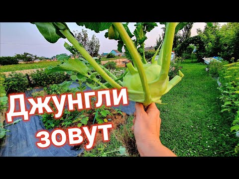 Видео: С меня ростом / ОБЗОР ОГОРОДА/ 9 ИЮЛЯ