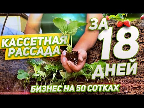 Видео: 52/20 Как вырастить кассетную рассаду клубники за 18 дней