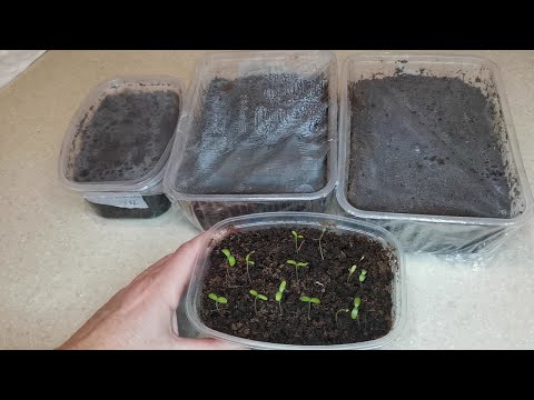 Видео: Посев катарантуса