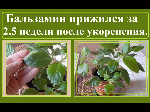 Видео: Бальзамин прижился после укоренения (посадки) за 2,5 недели.