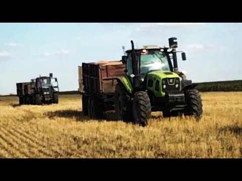 Видео: Уборка урожая -2025 на самом разгаре! Не повезло Жорику !