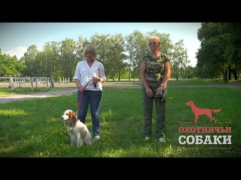 Видео: Охотничьи собаки. 26 серия. Русский охотничий спаниель