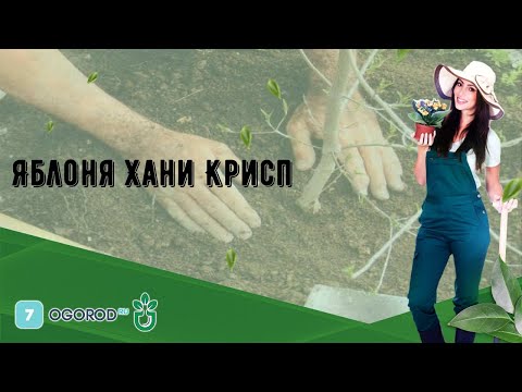 Видео: Яблоня Хани Крисп