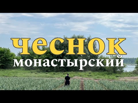 Видео: Монастырские стрелки (чесночные)