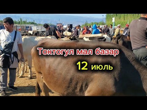 Видео: Токтогул  Мал базар 12.07.25