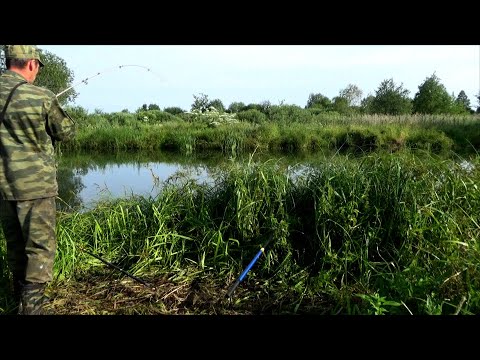 Видео: Неожиданный улов на бобровом пруду  Поплавок и спиннинг и пружины