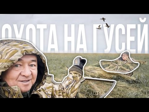 Видео: Охота на гусей