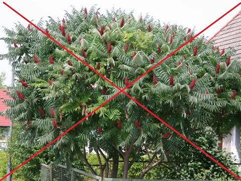 Видео: Сумах оленерогий. Искоренение раз и навсегда