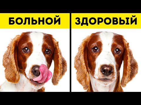 Видео: 10 Тревожных Сигналов, что Ваш Питомец Нуждается в Помощи