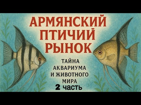 Видео: Армянский птичий рынок 2 часть
