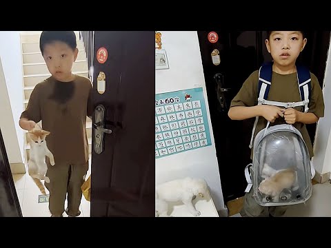 Видео: "Я выброшу их, когда ты будешь в школе." Мальчик умолял отца оставить спасённых бездомных котят