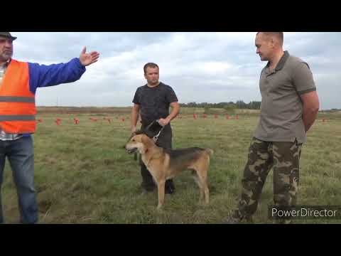 Видео: Витебская областная выставка. 14 сентября 2024г.