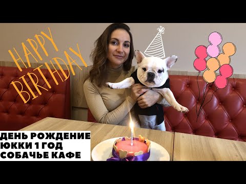 Видео: Французский Бульдог Юкки/ Идем в Собачье Кафе/ День Рождение/ 1 год.