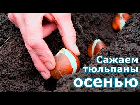 Видео: Посадка тюльпанов осенью