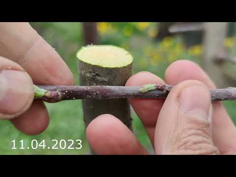 Видео: apple tree grafting // прививка яблони от одного сорта к другому