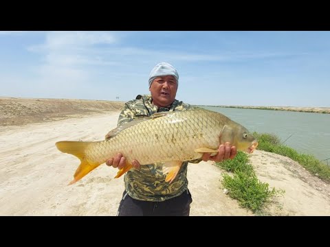 Видео: КӨКСАРАЙ шығыс каналы, Сағындырған Сазандар -АЙ🐟😊