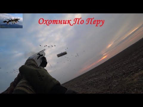 Видео: Охота на гуся "Лучший сезон", манок №1 Минск