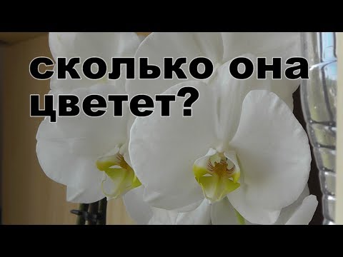 Видео: сколько времени цветет орхидея?  когда ждать цветения.Сколько раз в году цветут орхидеи  фаленопсис?