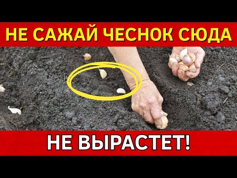 Видео: 6 мест, где ЧЕСНОК ПОГИБАЕТ! Место №2 — ошибка 90% огородников и ваша тоже #сажатьчеснок