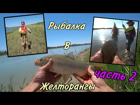 Видео: Рыбалка в Жельторангы  Сазан, Амур, Сом
