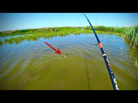 Видео: Рибалка на КАРПА!! Клюнув МОНСТР він мене тягає!!! Риба під ногами!