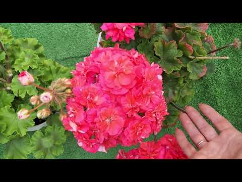 Видео: #581. Воскресный обзор цветения пеларгоний.Сравнение белых,красных сортов!
