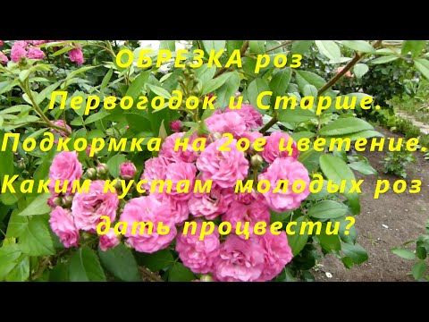 Видео: ОБРЕЗКА роз Первогодок и Старше ,подкормка на 2ое цветение.Каким кустам  молодых роз дать процвести?
