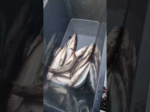 Видео: 30 октября 2025 г.