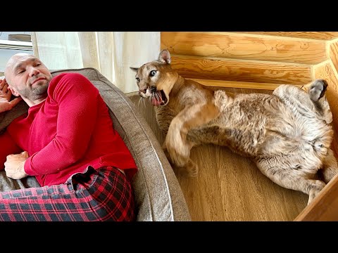 Видео: Обидели пуму Месси! Кот обиделся на то что хозяин лёг на его подстилку