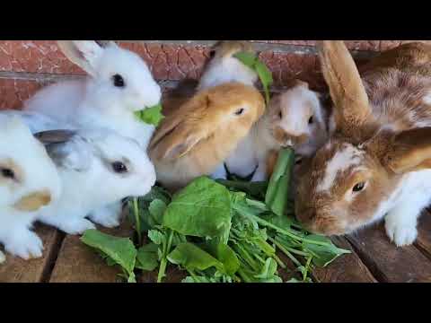 Видео: Первая редиска.Майское вкусное молоко.