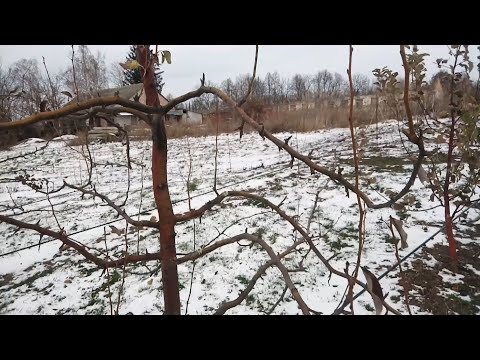 Видео: Карбамід  + Залізний купорос