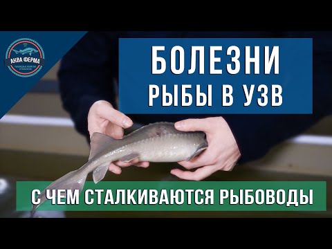 Видео: Болезни рыбы в УЗВ
