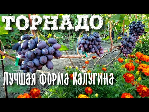 Видео: ТОРНАДО - НАША САМАЯ ЛЮБИМАЯ И ВКУСНАЯ ФОРМА ВИНОГРАДА СЕЛЕКЦИИ КАЛУГИНА В.М.