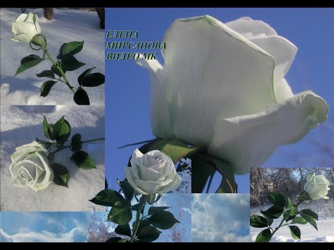Видео: Мк Роза High & Peace из фоамирана Mk Rose High & Peace from foamiran
