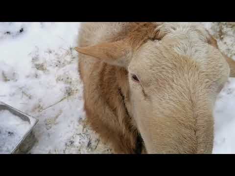 Видео: Выращивание ягнят без матки