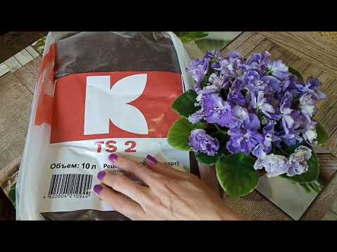 Видео: Торф для фиалок! В каком грунте лучше растут фиалки? Фиалки у Алисы.