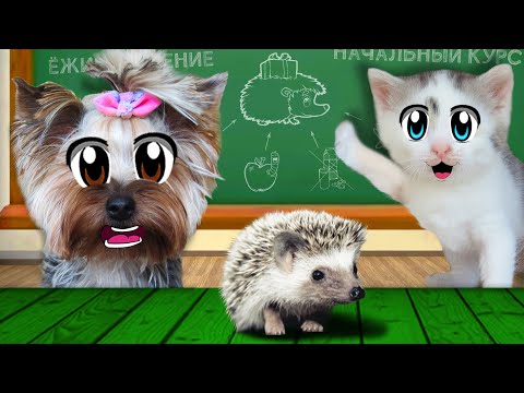 Видео: 24 Часа с ПУПСЕЙ на УЛИЦЕ Челлендж! **ПРОНИКЛИ за ЗАБОР к СОСЕДУ**