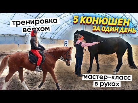 Видео: Мой конный марафон: 5 конюшен за 24 часа / Влог с Новосибирска