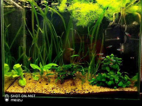 Видео: Интерактивный аквариумный туризм Сезон 4 Выпуск 4 - Молодо - Зелено