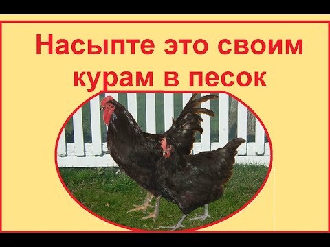 Видео: Привет из СССР - это для кур от блох, пероеда, пухоеда и других паразитов