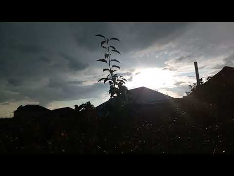 Видео: Полынь и магическая защита из полыни,