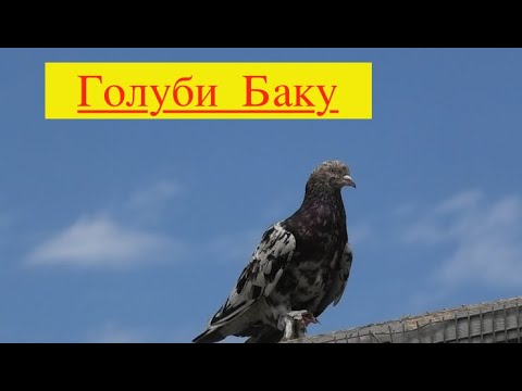 Видео: Бакинские голуби Гасанова Гасана в Баку!