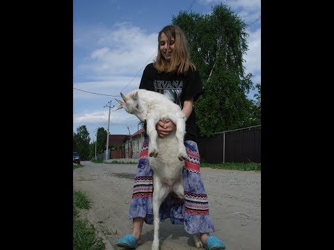 Видео: Почему козы не пьют?