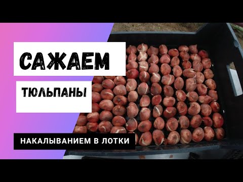 Видео: Сажаем тюльпаны правильно. Гидропоника-посадка