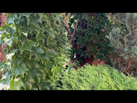 Видео: Виноград девичий Вичи. Как укротить монстра. Корректирующая обрезка.#вертикальноеозеленение#