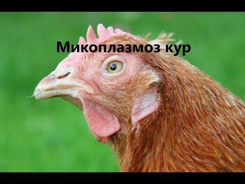 Видео: Болезни кур. Микоплазмоз. Разбор болезни.