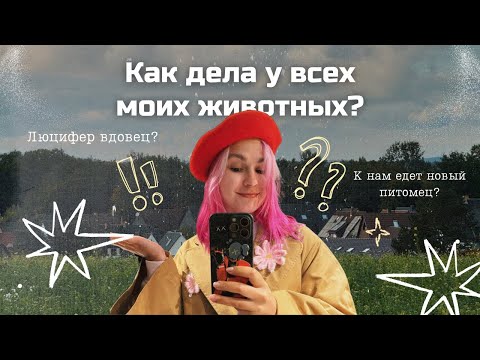 Видео: Где я пропадала? У нас будет новый питомец? Почему Люцифер вдовец? 