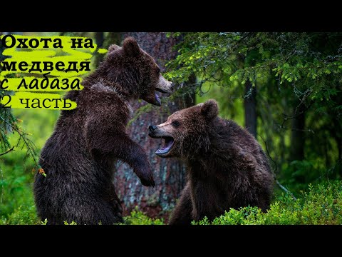 Видео: Охота на медведя с лабаза часть 2