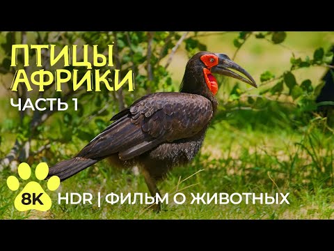 Видео: Экзотические птицы Африки - 8K HDR Документальный фильм о дикой природе - Часть 1
