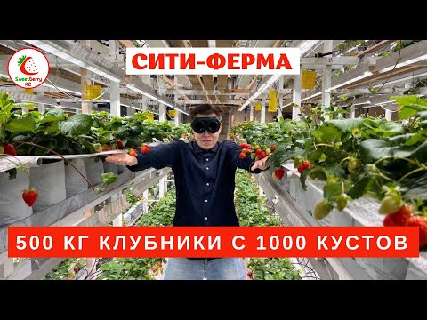 Видео: "Сити ферма". 1 кг с куста. Миф или реальность?